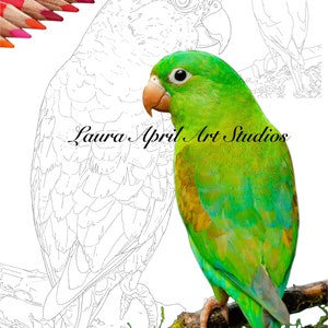Orange Chinned Parakeet Parrot Fine Art x 5 colouring pages digital print