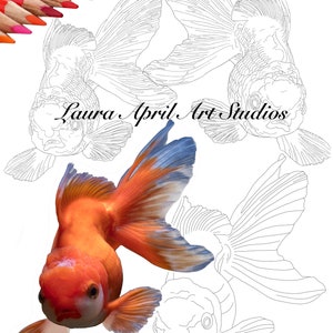 Gold Fish Fine Art x 5 pack Printable Colouring Pages
