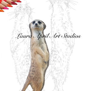Meerkat Portrait Fine Art x 5 pack Printable Download Colouring Pages