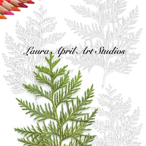 Scale Leaf Conifer Botanical Fine Art x 5 pack Colouring Pages