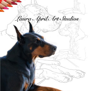 Doberman Dog portrait Fine Art x 5 Pack Print Download Colouring Pages