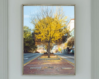Impresión fotográfica de un árbol de ginkgo en Atenas, Georgia: Arte del centro de Atenas (descarga digital)