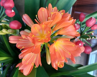Clivia,  verse zaden
