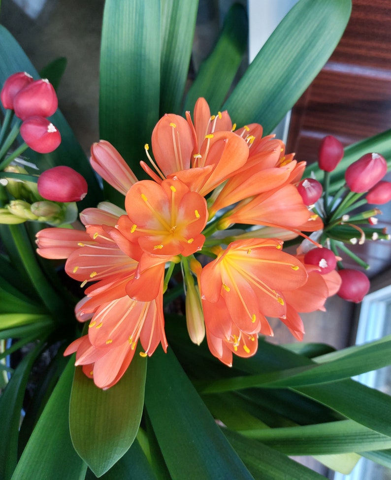 Clivia, semi freschi immagine 1