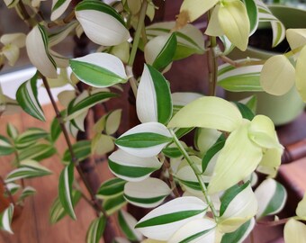 Tradescantia Fluminensis Variegata, famiglia delle Commelinaceae, talea radicata