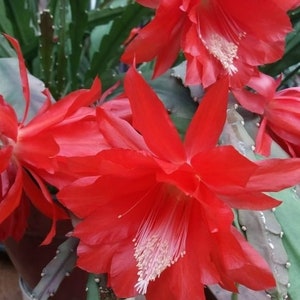 Red epiphyllum - Etsy.de
