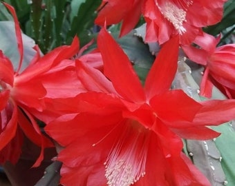 Epiphyllum ackermanii, Blattkaktus, rot, 1 Blattsteckling - Etsy.de