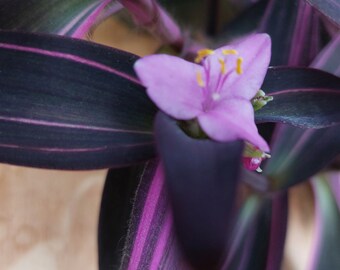 Tradescantia pallida „Pink Stripe“, Pflanze im Topf