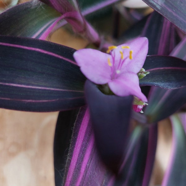 Tradescantia pallida  "Pink stripe ", plant in pot