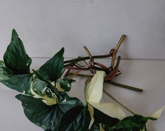 Syngonium Podophyllum Alba Variegata, piante in vaso, talee di foglie