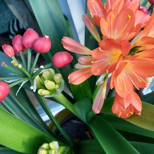 Clivia, semi freschi immagine 2