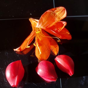 Clivia, semi freschi immagine 3