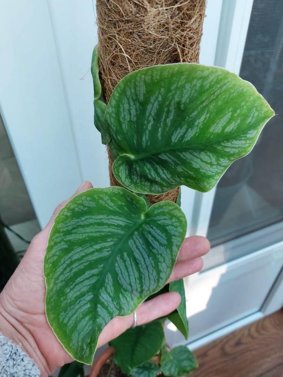 anoectochilus albolineatus variegata Anoectochilus albolineatus – Miniature Silver-Veined Jewel Orchid