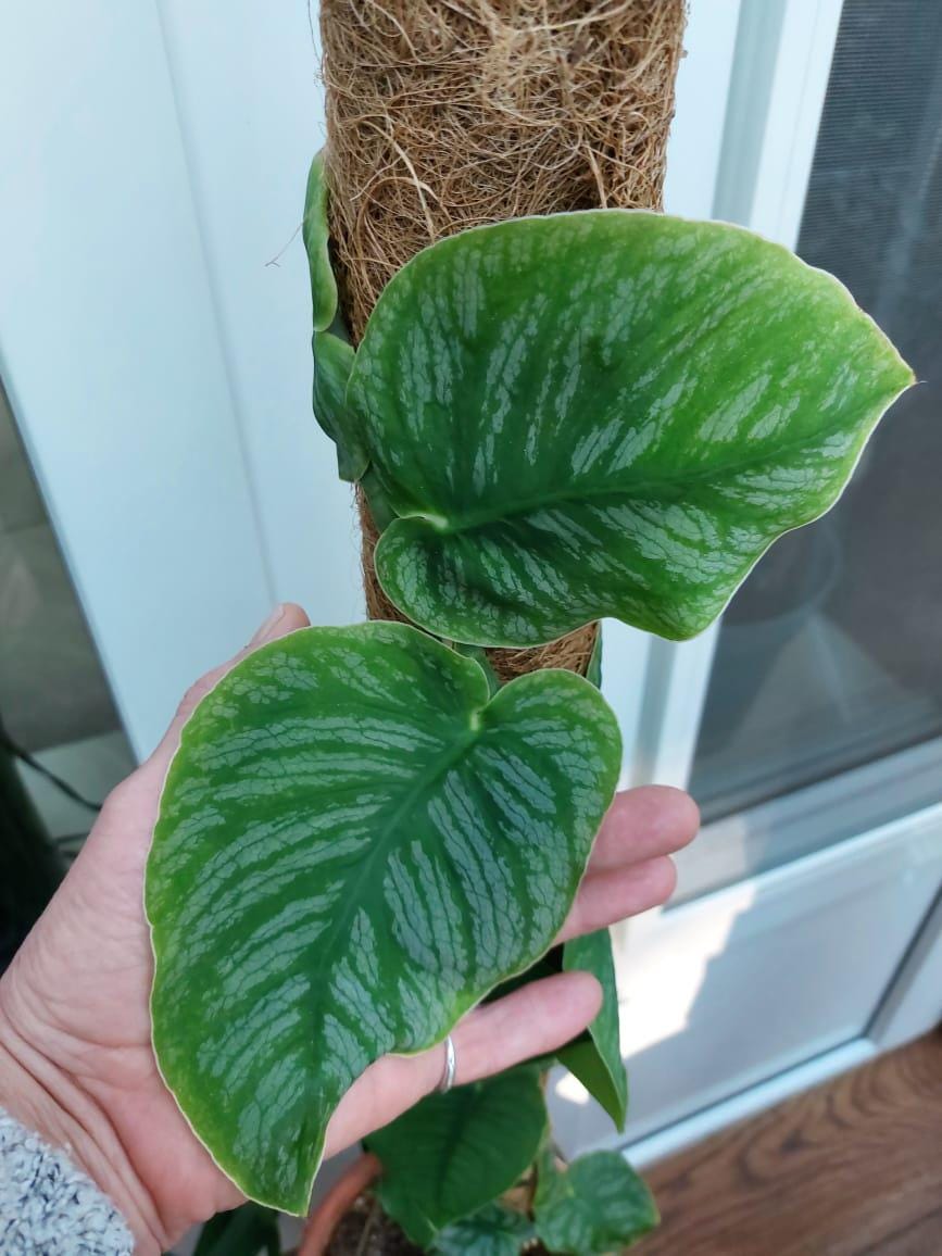 Monstera dubia seeds - Etsy sterreich