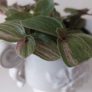 Tradescantia  "Sweet Tabby" ( mini lilac sport), fam. Commelinaceae,  1 gewortelde stek, kamerplant, geen hangplan, zeldzaam