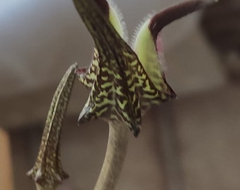 Seropegia Stapeliiformis, succulenta, radicata, in crescita, rara