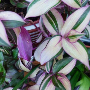 Tradescantia Zebrinba Discolor/Multicolor, 1 rooted cutting, colorful, rare, hanging plant