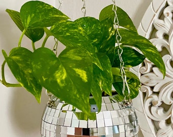 Golden Pothos indoor plant - house plant clippings - cuttings for propagation