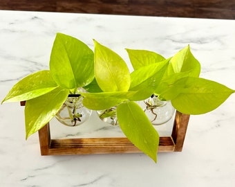 Neon Pothos indoor plant - house plant clippings - cuttings for propagation