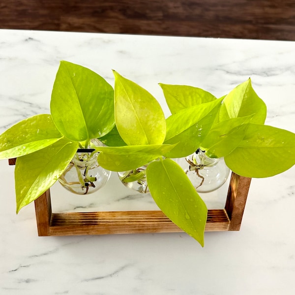 Neon Pothos indoor plant - house plant clippings - cuttings for propagation