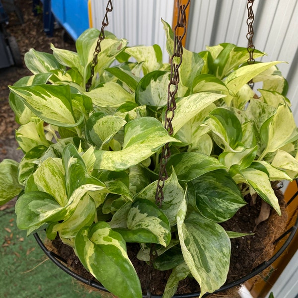 Planta de interior Marble Pothos - recortes de plantas de interior - esquejes para propagación