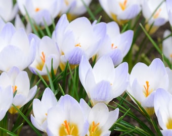 Crocus Chrysanthus Bulb Extract (and) Acacia Senegal Gum (and) Aqua / Water