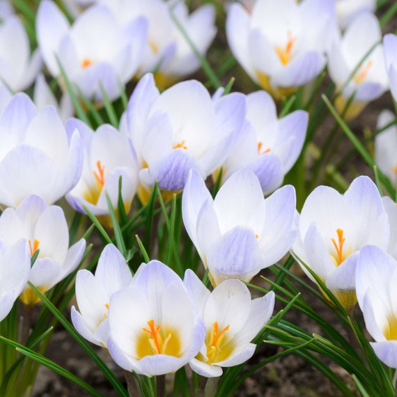 Crocus Chrysanthus Bulb Extract (and) Acacia Senegal Gum (and) Aqua / Water