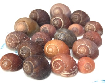 Flat faced Periwinkles - Chestnut brown & orange