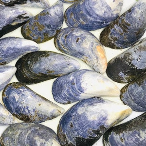 Wild Blue Cornish Mussel Shells - x 10 x 25 hand picked mixed & large sizes