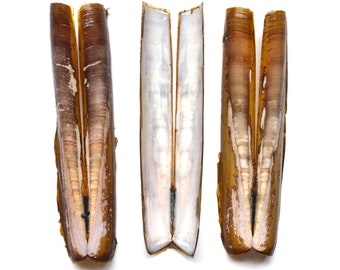 Razor Clam Shell Pairs - Small - medium - large - Cornish