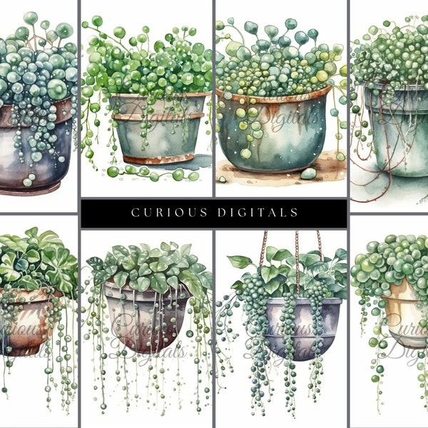 24 String of Pearls Plants - Watercolor Style - Clip Art - Digital Art Download - Stock Photo - PNG - Commercial Use - AI generated