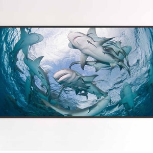 Puede incluir: Un cuadro rectangular que muestra una vista submarina en contrapicado de varios tiburones grises nadando cerca de la superficie. El agua brillante y ondulante crea un patrón de luz azul y blanca sobre los cuerpos de los tiburones al moverse.