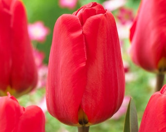 Garden State Bulb Darwin Hybrid Red Apeldoorn Tulip Flower Bulbs, 12/+ cm, Fall Planting