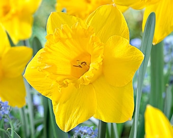 Garden State Bulb Narcissus Trumpet Dutch Master Daffodil Flower Bulbs, 14/16cm, Fall Planting