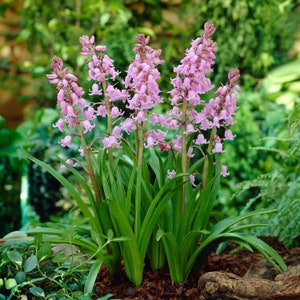 Garden State Bulb Pink Wood Hyacinth Flower Bulbs, 8/10cm, Fall Planting