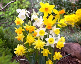 Garden State Bulb Narcissus Rock Garden Mix Daffodil Flower Bulbs, 12/14cm, Fall Planting