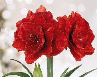 May include: A striking image of a red amaryllis flower, showcasing its layered petals and green foliage. A bud is also visible. The background is a soft, blurred bokeh of white and light green, creating a gentle contrast.