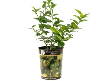 Garden State Bulb Persian Lime Tree, Citrus Live Plant (1 Gallon Growers Pot)