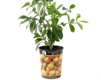 Garden State Bulb Meyer Lemon Tree, Citrus Live Plant (1 Gallon Growers Pot)
