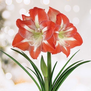 Garden State Bulb Minerva Amaryllis Flower Bulbs, 26/28cm