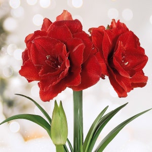 Garden State Bulb Red Double Amaryllis Flower Bulbs, 26/28cm