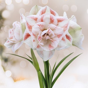 Garden State Bulb Galaxy Nymph Double Amaryllis Flower Bulb, 26/28cm
