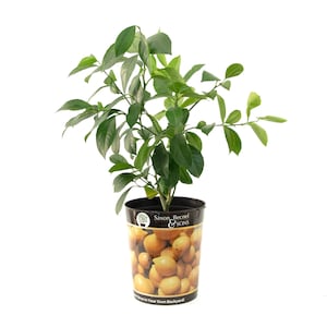 Garden State Bulb Meyer Lemon Tree, Live Plant (1 Gallon Potted)