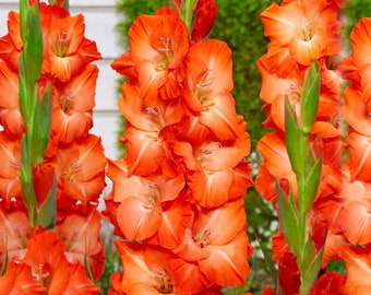 Garden State Bulb Orange Stormy Gladiolus Flower Bulbs, 12/14cm, Spring Planting
