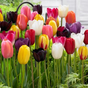 Garden State Bulb Bright Sunshine Mix Single Late Tulip Flower Bulbs, 12/+ cm, Fall Planting