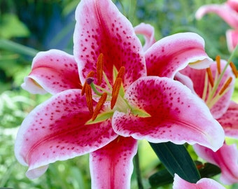 Garden State Bulb Stargazer Oriental Lily Flower Bulbs, 16/18cm, Spring Planting