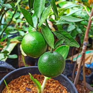 Garden State Bulb Persian Lime Tree, Citrus Live Plant (1 Gallon Potted) Spring Planting