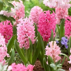 Garden State Bulb Pink Hyacinth Mixed Flower Bulbs, 14/15cm, Fragrant