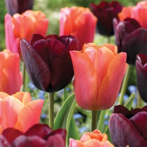 Garden State Bulb Maroon and Orange Mix Triumph Tulip Flower Bulbs, 12/+ cm, Fall Planting