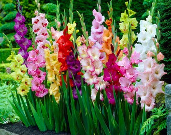 Garden State Bulb Rainbow Mix Gladiolus Flower Bulbs, 10/12cm, Spring Planting